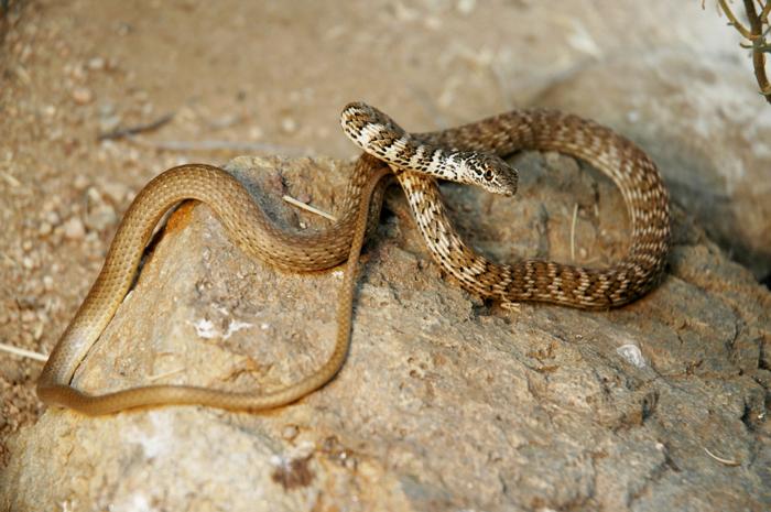 brown colored red racer snake coiling around rocks