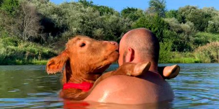cow swimming with her dad, feature image for can cows swim