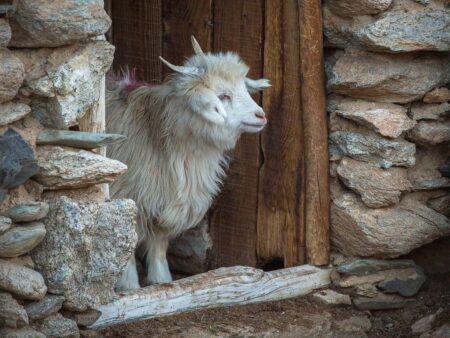 Cashmere goats baby